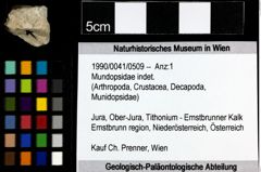 Foto (Objekt + Etiketten) von Mundopsidae indet. 